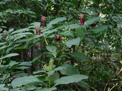 Phytolacca acinosa