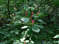 Phytolacca acinosa