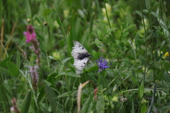 Parnassius mnemosyne