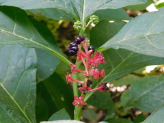 Phytolacca acinosa