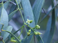 Santalum lanceolatum