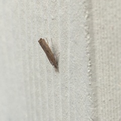 Fissicrambus mutabilis