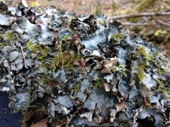 Peltigera horizontalis
