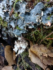 Peltigera horizontalis