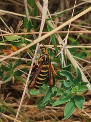 Bembecia ichneumoniformis