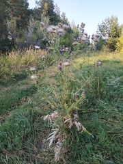 Cirsium serrulatum