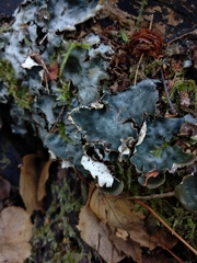 Peltigera horizontalis