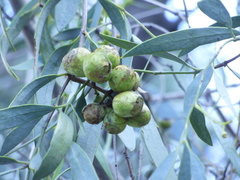 Santalum lanceolatum