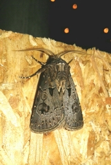 Agrotis bigramma