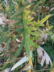 Cirsium serrulatum