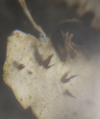 Peltigera horizontalis