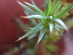 Polytrichum