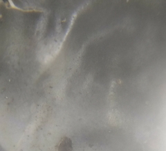 Peltigera horizontalis