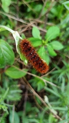 Pyrrharctia isabella