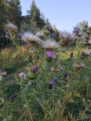 Cirsium serrulatum