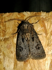 Agrotis bigramma