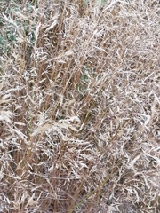 Agrostis capillaris