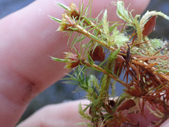 Polytrichum
