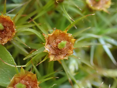 Polytrichum