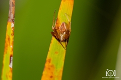 Acacesia hamata