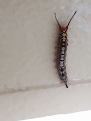 Lymantriinae
