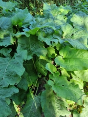 Arctium lappa
