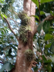 Tillandsia ionantha