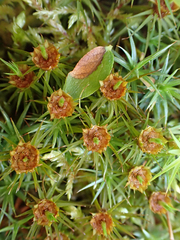 Polytrichum