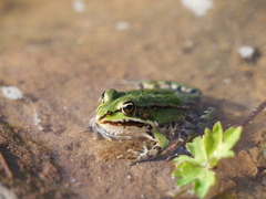 Pelophylax