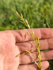 Lolium arundinaceum