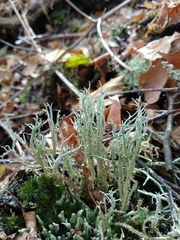 Cladonia scabriuscula