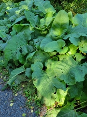 Arctium lappa
