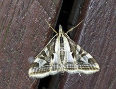 Agrioglypta excelsalis