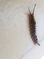 Lymantriinae