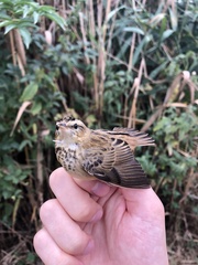 Acrocephalus schoenobaenus