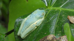Agalychnis callidryas