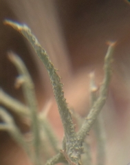 Cladonia scabriuscula