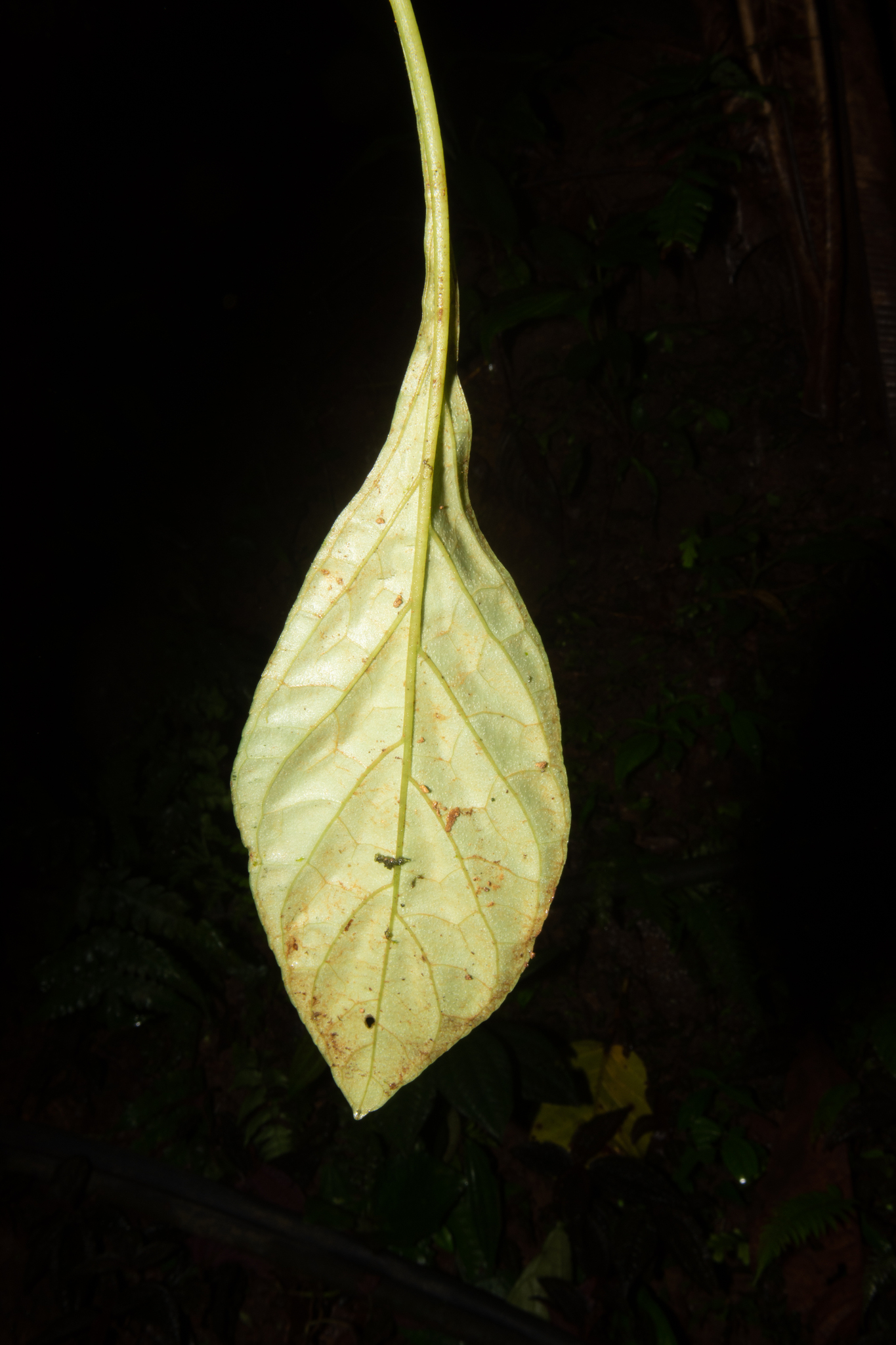 Napeanthus robustus