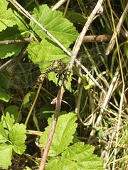 Onychogomphus forcipatus