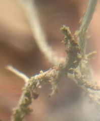 Cladonia scabriuscula