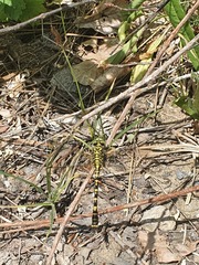 Onychogomphus forcipatus