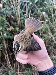 Acrocephalus schoenobaenus