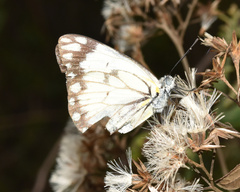 Belenois aurota