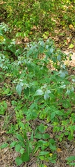 Pycnanthemum