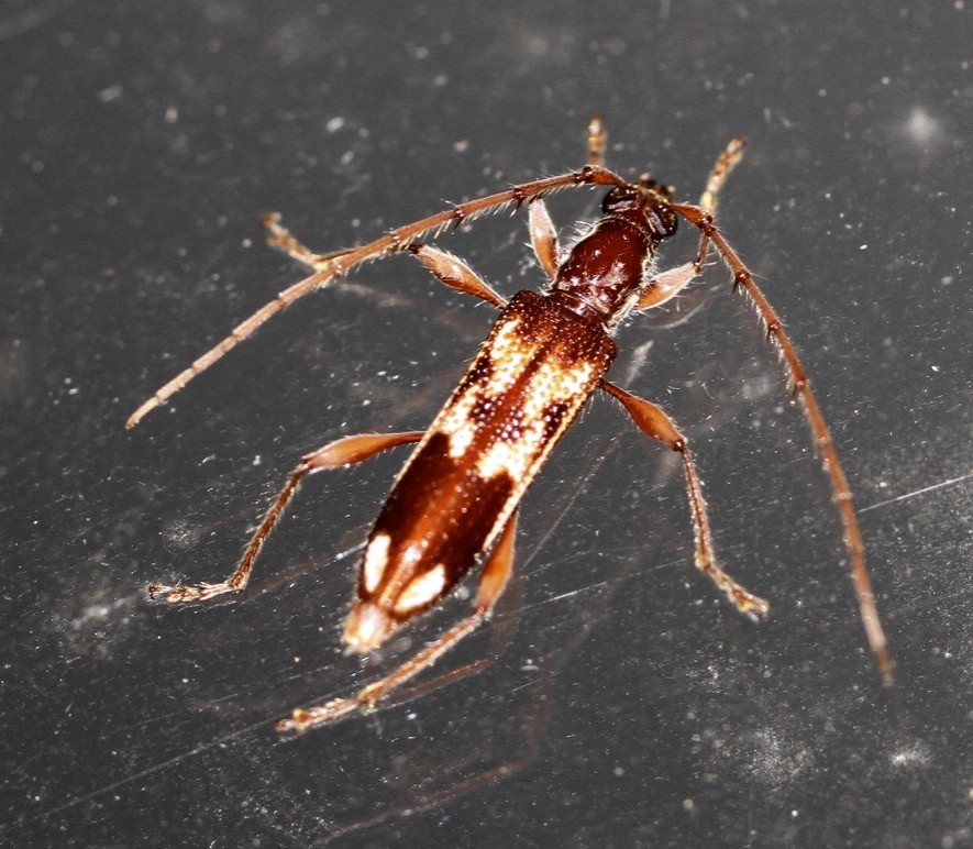 Coptocercus assimilis