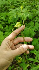 Lilium martagon