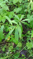 Lilium martagon