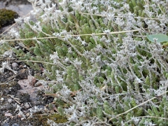 Sedum acre