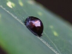 Chilocorus bipustulatus