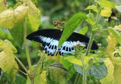 Papilio polymnestor